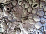 Lasallia pustulata image