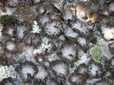 Lasallia pustulata image