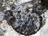 Lasallia pustulata image