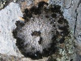 Lasallia pustulata image