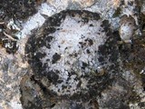 Lasallia pustulata image