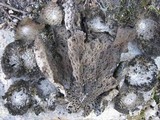 Lasallia pustulata image