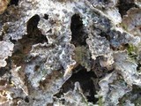 Lobaria scrobiculata image