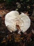 Leucoagaricus americanus image
