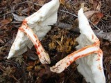 Leucoagaricus americanus image