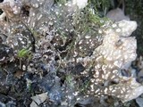 Lobaria scrobiculata image
