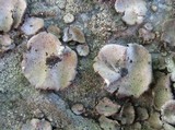Umbilicaria grisea image