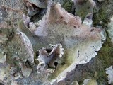 Umbilicaria grisea image