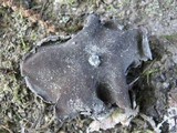 Umbilicaria grisea image