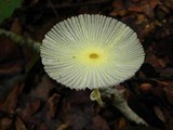 Leucocoprinus fragilissimus image