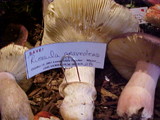 Russula graveolens image