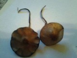 Panaeolus cyanescens image
