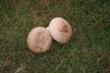 Calvatia cyathiformis image