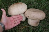 Calvatia cyathiformis image