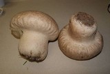 Calvatia cyathiformis image