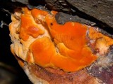 Pycnoporellus fulgens image