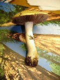Stropharia coronilla image