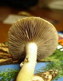 Stropharia coronilla image