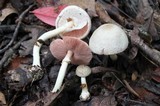 Agaricus leptocaulis image