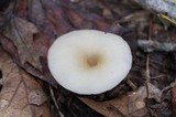 Clitocybe gibba image