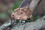Hapalopilus rutilans image