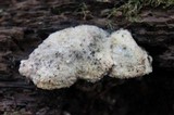 Tyromyces chioneus image