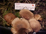 Tricholoma vaccinum image