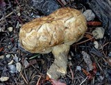 Agaricus inapertus image