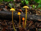 Mycena crocea image