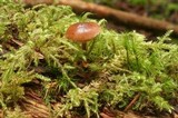 Psilocybe phyllogena image