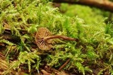 Psilocybe phyllogena image