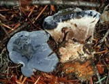 Hydnellum caeruleum image