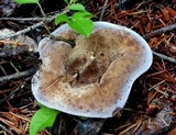 Hydnellum caeruleum image