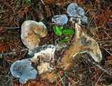 Hydnellum caeruleum image
