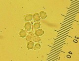 Hydnellum caeruleum image