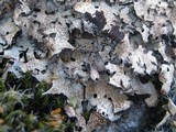 Parmelia omphalodes image