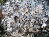 Parmelia omphalodes image