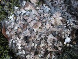 Parmelia omphalodes image