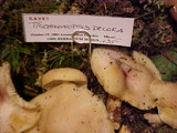 Tricholomopsis rutilans image