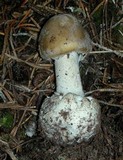 Amanita porphyria image
