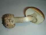 Amanita porphyria image