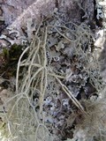 Usnea articulata image