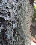 Usnea articulata image