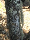Usnea articulata image