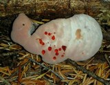 Hydnellum peckii image