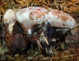 Hydnellum peckii image