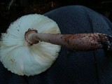 Leucoagaricus americanus image