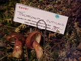 Tricholomopsis rutilans image