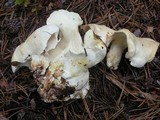 Albatrellus avellaneus image