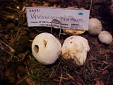 Lycoperdon pratense image